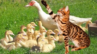 Mother duck is surprised. The kitten leads the duckling to see the world outdoors. Cute and funny