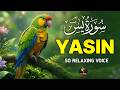Surah Yasin (Yaseen) سورة يس | Heart Touching &amp; Relaxing Quran Recitation | Most Beautiful Voice