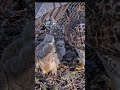 #hawk #wildlife #nest #birds #animals #nature #birdofprey #hunting #eagle