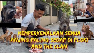 MEPERKENALKAN SEMUA ANJING YANG ADA DI FLOKI AND THE CLAN