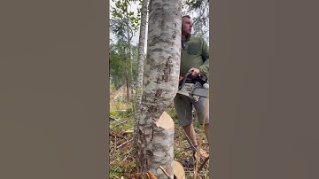 Class is in session 👩‍🚀🦺 from a professional logger #treefarm #chainsaw #shorts