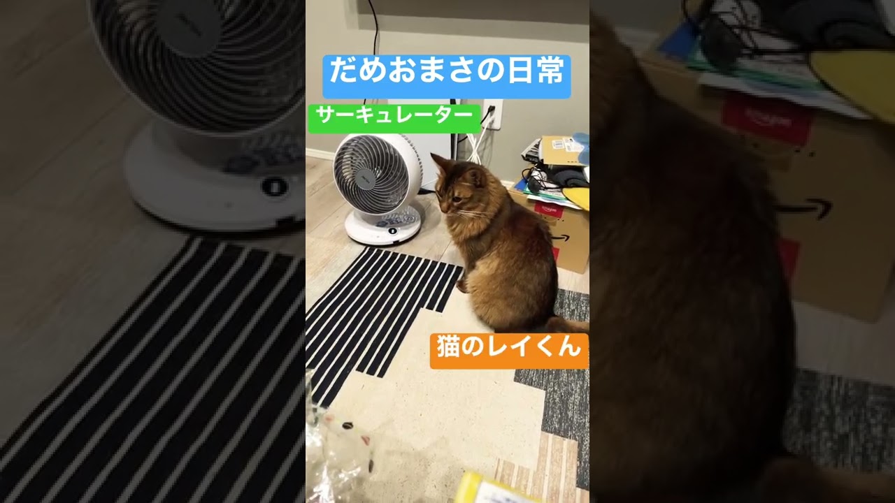 猫の爪キャップを取り付けてみました Youtube 猫の爪キャップを取り付けてみました Youtube