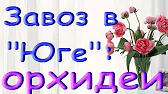 Орхидеи,узамба́рские фиалки,Самара🌺