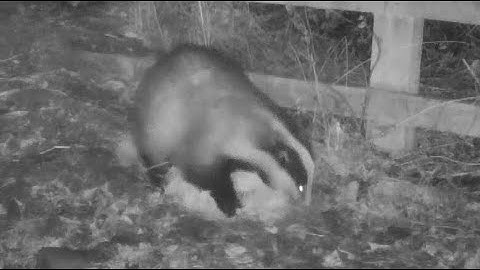 New Forest Explorers Guide - Badger brings back yet more bedding