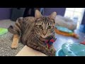 Glinda video
