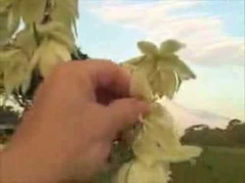 Βίντεο: Beargrass Yucca Πληροφορίες: Beargrass Yucca Care σε τοπία