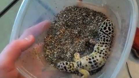 How to Setup a Leopard Gecko Tank - Benjamin