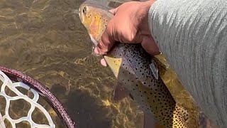 Hiking and Fly Fishing  Indian Peaks Wilderness Colorado 