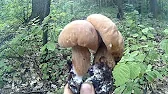 Гриби Карпат