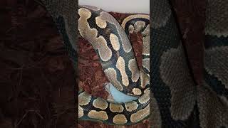 don't be scared... she won't bite 😆 #stitch #funny #ballpython #reptilecommunity
