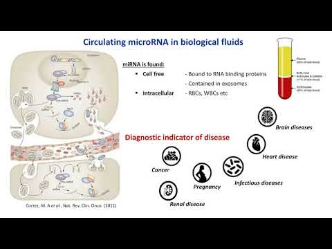 Video: MikroRNA I Exosomer Av Nötkreaturmjölk är Biotillgängliga Hos Människor Men Framkallar Inte Ett Starkt Pro-inflammatoriskt Cytokinrespons