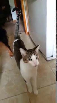 Pussy Gagging on Popsicle 5