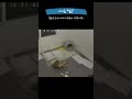 [내이름말금] EP70. 가끔 넘치는 에너지를 주체 못하는 아기 강아지 말금.  #강아지 #puppy #말티슈 #귀여운강아지
