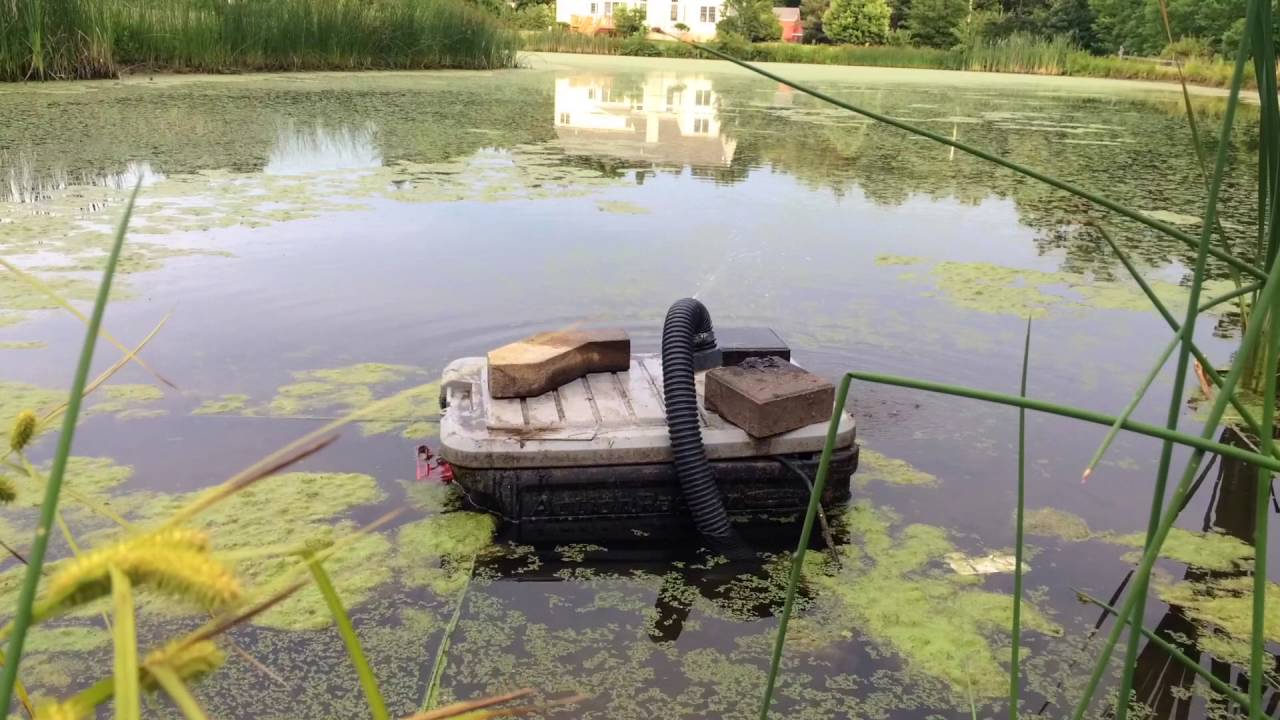 How to remove algae from a pond easily and without ...