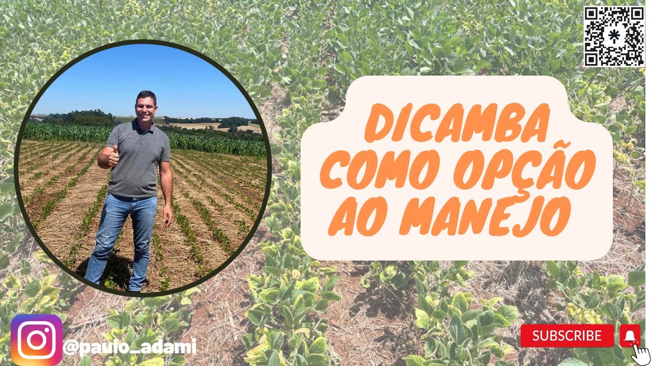 Dicamba como opção ao manejo