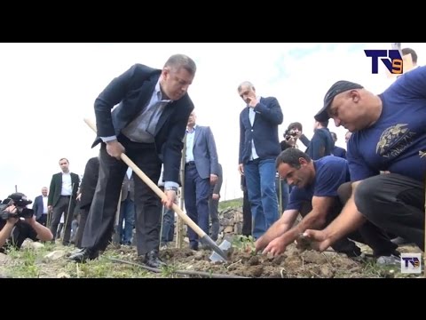 პრემიერ მინისტრმა მესხურ ტერასებზე პირველი ვაზი დარგო