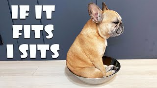 Dog Logic If It Fits I Sits New Home Edition