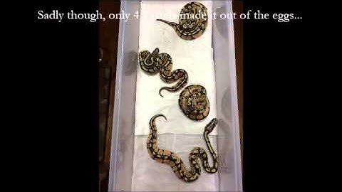 Cutting Ball Python Eggs - Clutch #2 - Super Pastel & Pewter X Normal