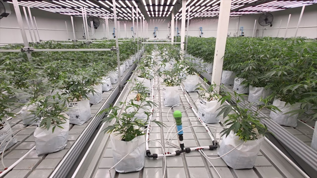 We have 3800 plants in rooms!!!