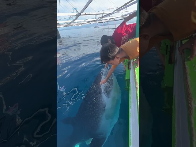 HUGE Whale Shark Asks for Pets! class=