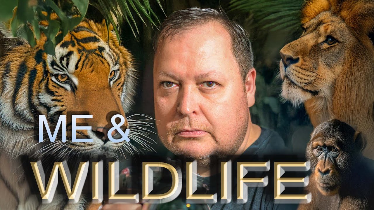 A short film containing my best wildlife images