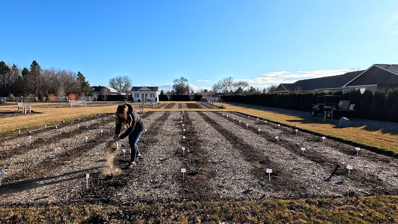 Working in the Rose Garden: Pruning & Fertilizing! 🌹✂️🌿 // Garden Answer