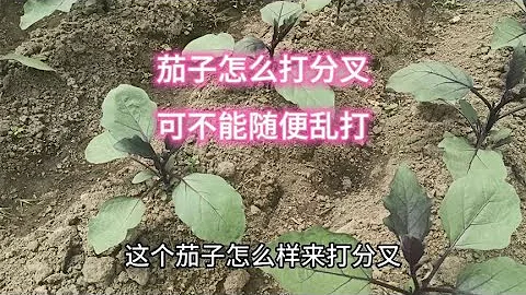 茄子怎麼打叉？先掌握這幾點，不要隨便亂打，小心產量低 - 天天要聞
