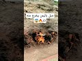 جبل في اليمن يخرج منه نار Shorts اليمن السعودية جبل في اليمن يخرج منه نار Shorts اليمن السعودية