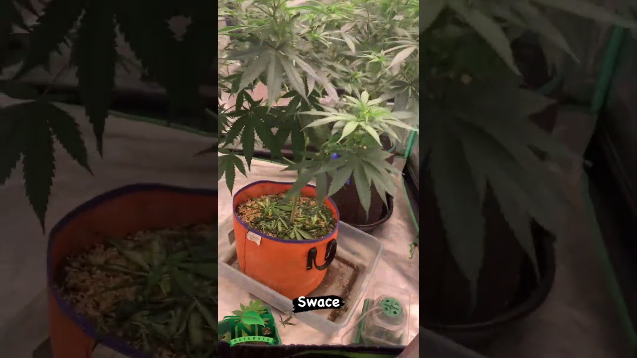 mythicalgrower - Going to flip these girls on Sunday 