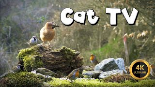 Cat TV for Cats to Watch 🐈 - QUEEN OF THE FOREST - JAY🐦‍⬛(4K) by Birdies Buddies 1,968 views 3 days ago 10 hours, 8 minutes