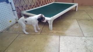 Aug10 4 weeks pt2 20170810