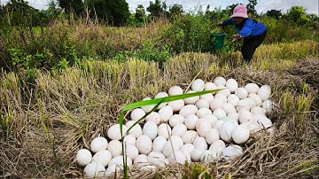 WOW wow amazing a lot of duck eggs at in rice field in straw a farmer pick by hand pick a lot of