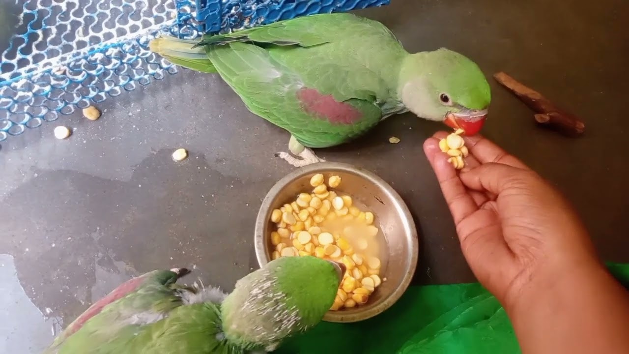 प्यारे से प्यारे दो हमारे रूप 🌹🦋👌