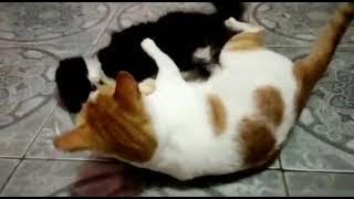 Saha maneh?? Aing Maungg