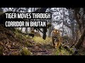 Bhutan tiger spotted using a wildlife corridor  wwfbhutan