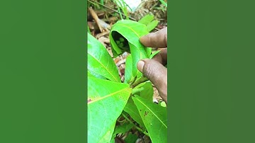 Cara mudah menemukan sarang burung prenjak didalam liar