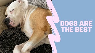 Download Lagu Dogs are the best MP3