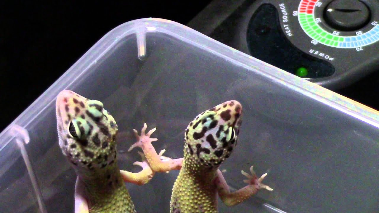 Leopard Geckos, now for sale!