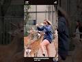 Funny Animal Clips from the Wild #shortvideo #animals #pets