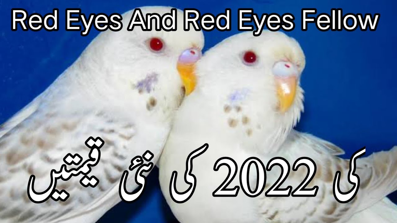 Price of Red eyes Fellow parrot 2022 Red eyes Fellow parrot price in