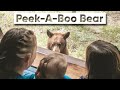 Peekaboo bear  shorts