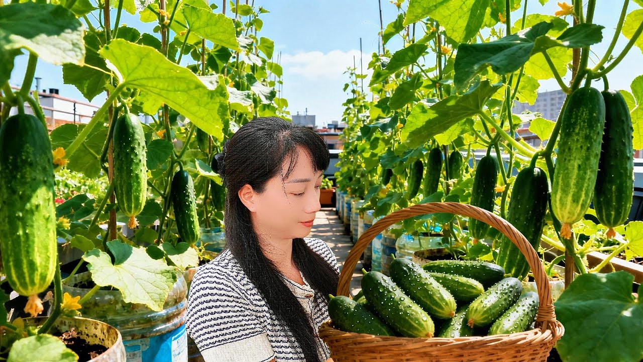 Старые пластиковые контейнеры? Как выращивать огурцы в небольших помещениях