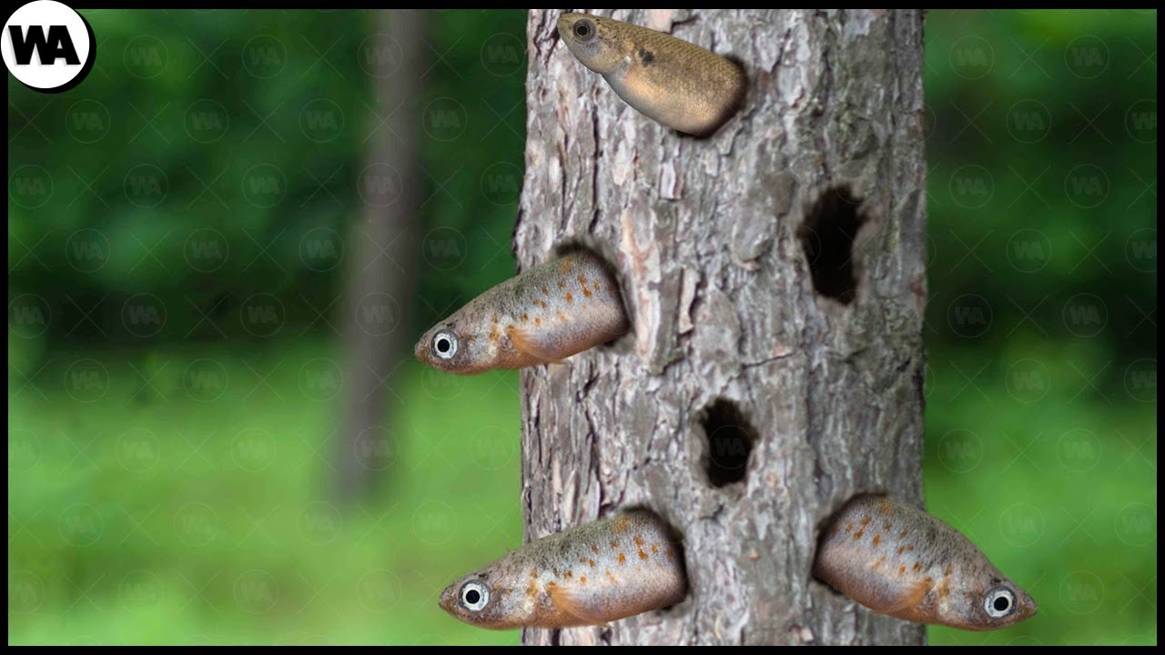 This Is Why Fish Live Inside Trees and Not in the Water 