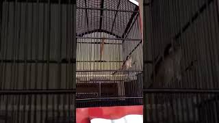 Cendet Suara Gereja Tarung Panjang Mewah shorts cendetgacor shortsyoutube cendetmadura cendet