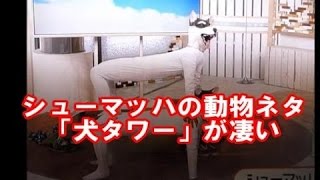 芸人 シューマッハの動物ネタ 犬タワー が凄いが なぜかモノ悲しい Youtube