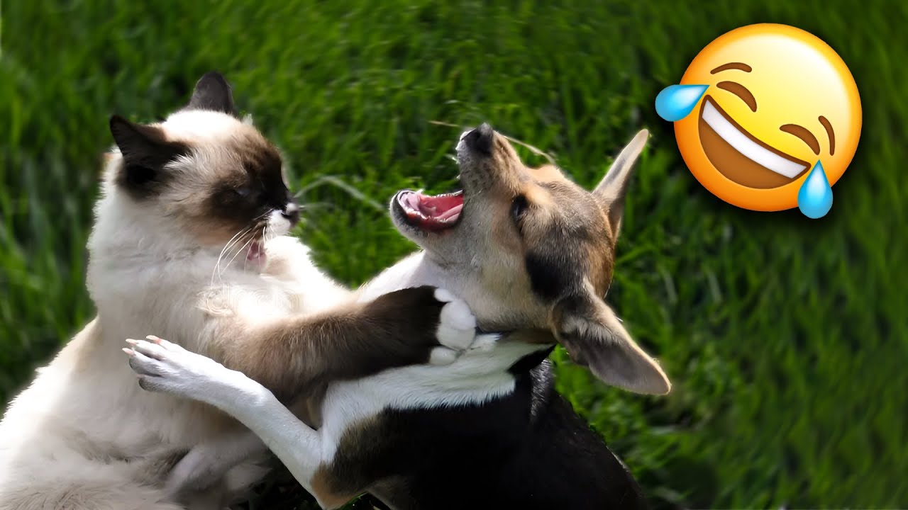 Lustige Katzen Und Hunde Videos | Versuche Nicht Zu Lachen 🤣 - YouTube