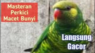 Suara Ramai Nuri Perkici Mengatasi Perkici yang Macet Bunyi