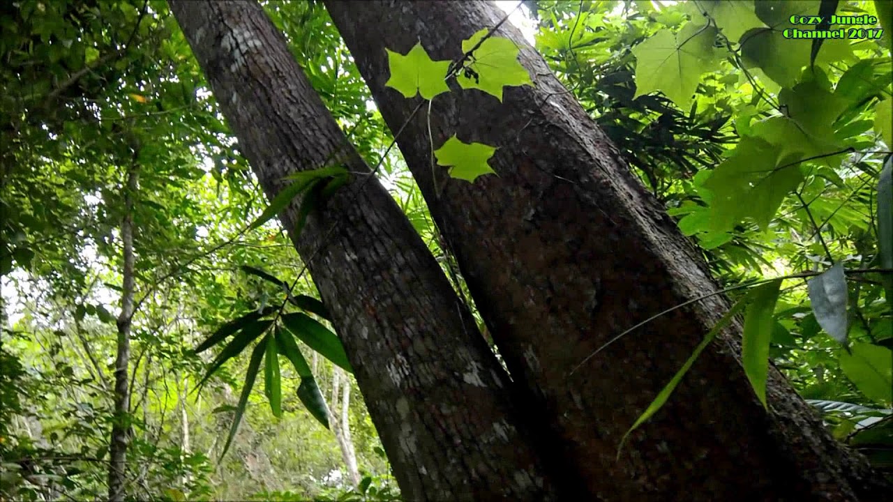 Pokok Nyatoh Tembaga Kuning Palaquium hispidum H J Lam 