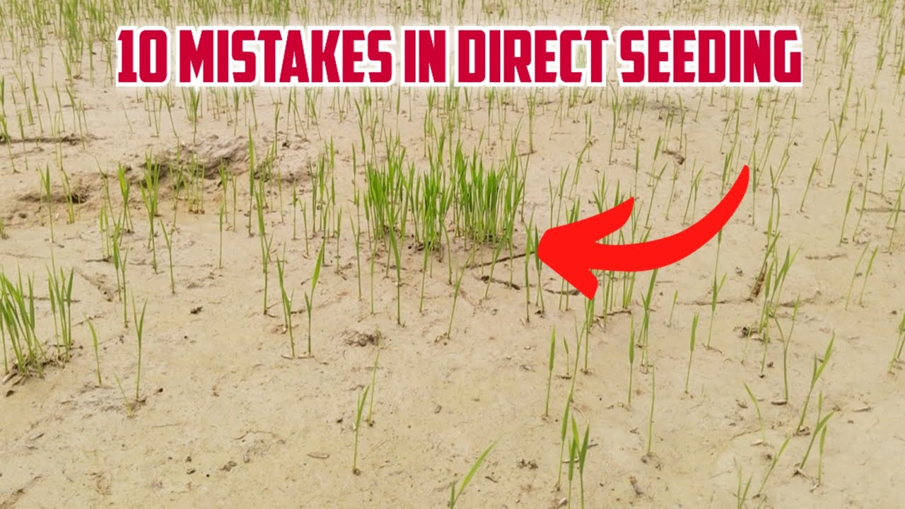 10 Pinakamalaking Pagkakamali sa Direct Seeding ng Palay na DAPAT nating IWASAN