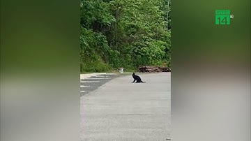 Quảng trị: Giăng lưới chặn đàn voọc tấn công người đi đường | VTC14